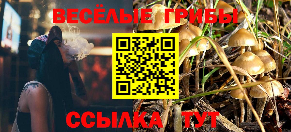Галлюциногенные грибы Psilocybe Кемерово